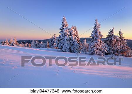 Sunset at Fichtelberg, spruces covered in snow, winter landscape, Oberwiesenthal, Saxony, Germany, Europe View Large Photo Image Stock Photograph - Sunset at Fichtelberg, spruces covered in snow, winter landscape, Oberwiesenthal, Saxony, Germany, Europe. Fotosearch
