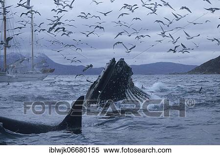 Surfacing humpback whale (Megaptera novaeangliae) with open mouth feeding on herring (Clupea harengus), in front killer whale (Orcinus orca), above herring gulls (Larus fuscus), behind sailing ship, Kvaløya near Tromsø, Troms, Norway, Europe View Large Photo Image Stock Photography - Surfacing humpback whale (Megaptera novaeangliae) with open mouth feeding on herring (Clupea harengus), in front killer whale (Orcinus orca), above herring gulls (Larus fuscus), behind sailing ship, Kvaløya near Tromsø, Troms, Norway, Europe. Fotosearch