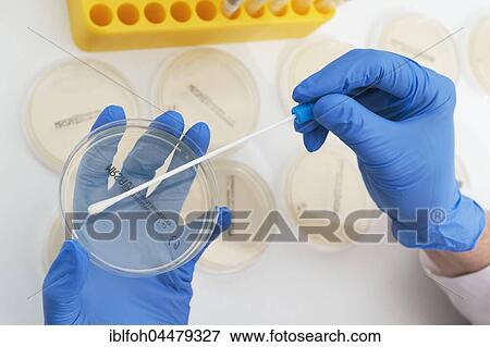 Swab from mucous membranes is cultivated in petri dishes, microbiological diagnosis of MRSA bacteria (methicillin-resistant staphylococcus aureus), clinical laboratory, North Rhine-Westphalia, Germany, Europe View Large Photo Image Stock Photo - Swab from mucous membranes is cultivated in petri dishes, microbiological diagnosis of MRSA bacteria (methicillin-resistant staphylococcus aureus), clinical laboratory, North Rhine-Westphalia, Germany, Europe. Fotosearch