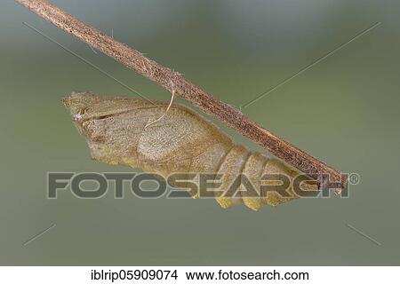 Swallowtail (Papilio machaon), pupal quiver hanging on branch, Germany, Europe View Large Photo Image Picture - Swallowtail (Papilio machaon), pupal quiver hanging on branch, Germany, Europe. Fotosearch