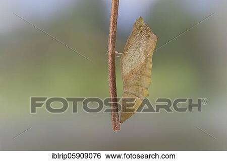Swallowtail (Papilio machaon), pupal quiver hanging on branch, Germany, Europe View Large Photo Image Stock Photograph - Swallowtail (Papilio machaon), pupal quiver hanging on branch, Germany, Europe. Fotosearch