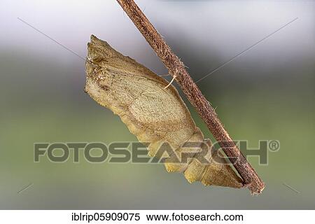 Swallowtail (Papilio machaon), pupal quiver hanging on branch, Germany, Europe View Large Photo Image Stock Photography - Swallowtail (Papilio machaon), pupal quiver hanging on branch, Germany, Europe. Fotosearch