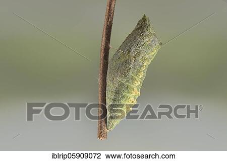 Swallowtail (Papilio machaon), pupation hanging on branch, Germany, Europe View Large Photo Image Stock Image - Swallowtail (Papilio machaon), pupation hanging on branch, Germany, Europe. Fotosearch