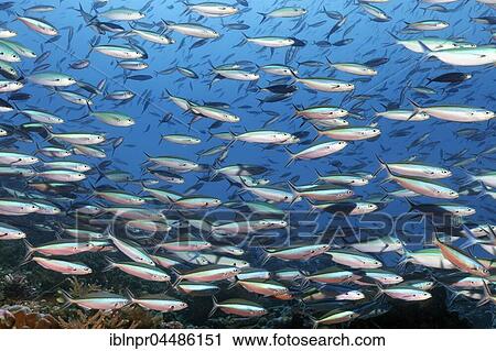 Swarm Neon Fusiliers (Pterocaesio tile), Indian Ocean, Maldives, Asia View Large Photo Image Stock Image - Swarm Neon Fusiliers (Pterocaesio tile), Indian Ocean, Maldives, Asia. Fotosearch