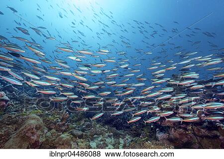 Stock Photo - Swarm Neon Fusiliers (Pterocaesio tile) coral reef, Backlit, Indian Ocean, Maldives, Asia. Fotosearch