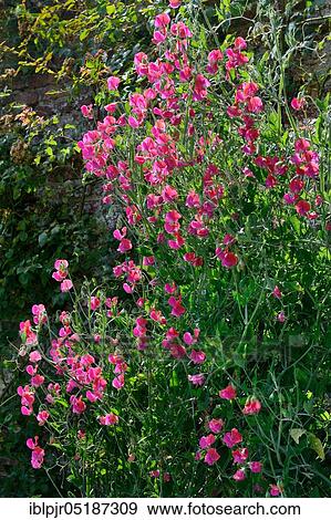 Sweet pea ( Lathyrus odoratus) View Large Photo Image Stock Photo - Sweet pea ( Lathyrus odoratus). Fotosearch