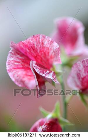 Sweet pea ( Lathyrus odoratus) Variety Janey View Large Photo Image Stock Image - Sweet pea ( Lathyrus odoratus) Variety Janey. Fotosearch