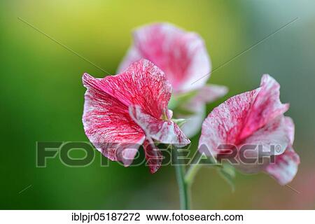 Sweet pea ( Lathyrus odoratus) Variety Janey View Large Photo Image Stock Image - Sweet pea ( Lathyrus odoratus) Variety Janey. Fotosearch