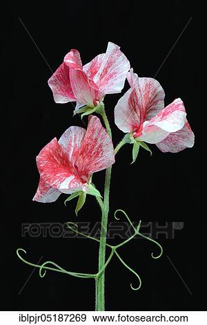 Sweet pea ( Lathyrus odoratus) Variety Janey View Large Photo Image Stock Photo - Sweet pea ( Lathyrus odoratus) Variety Janey. Fotosearch