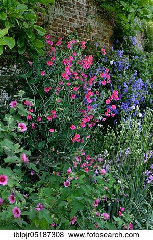 Stock Photo - Sweet pean ( Lathyrus odoratus) and shrub bed. Fotosearch