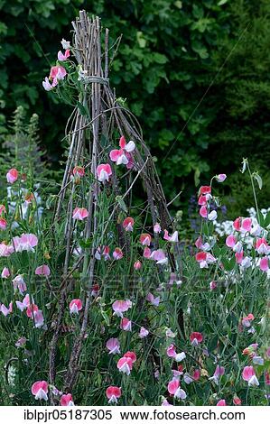Stock Photography - Sweet pean ( Lathyrus odoratus) to climbing aid. Fotosearch