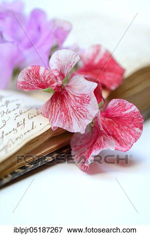 Stock Photo - Sweet peanblume ( Lathyrus odoratus) on book with old manuscript. Fotosearch