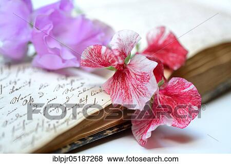 Stock Photo - Sweet peanblume ( Lathyrus odoratus) on book with old manuscript. Fotosearch
