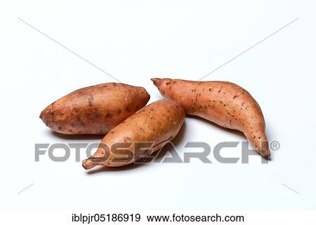 Sweet potatoes (Ipomoea batatas) View Large Photo Image Stock Photo - Sweet potatoes (Ipomoea batatas). Fotosearch