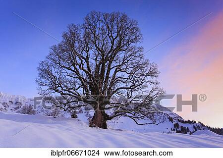 Picture - Sycamore maple maple (Acer pseudoplatanus), Appenzell, Switzerland, Europe. Fotosearch