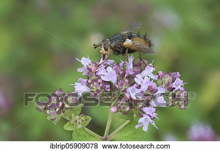 Tachina fera (Tachina fera) on Oregano (Origanum vulgare), Germany, Europe View Large Photo Image Stock Photo - Tachina fera (Tachina fera) on Oregano (Origanum vulgare), Germany, Europe. Fotosearch