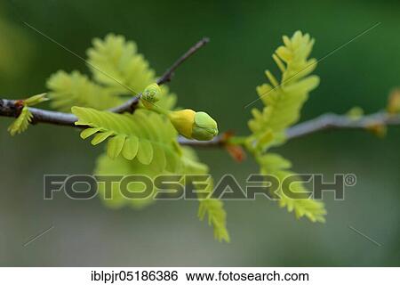 Stock Photograph - Tamarind (Tamarindus indica) leaf shoot with flower bud. Fotosearch