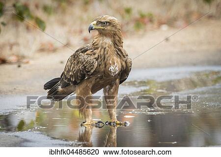 Stock Image - Tawny eagle (Aquila rapax), Kruger National Park, Republic of South Africa. Fotosearch