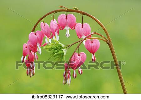 Tearful heart, Lamprocapnos spectabilis View Large Photo Image Stock Photo - Tearful heart, Lamprocapnos spectabilis. Fotosearch