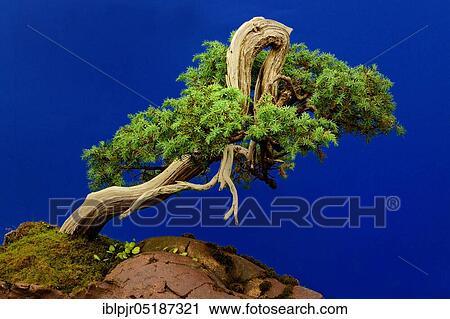 Temple Juniper ( Juniperus rigida) circa 1940 View Large Photo Image Stock Image - Temple Juniper ( Juniperus rigida) circa 1940. Fotosearch