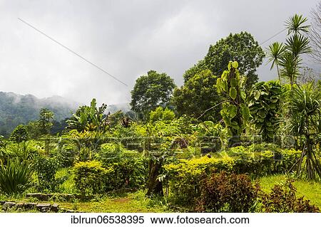 The Botanic Garden of Bom Sucesso, Sao Tome, Sao Tome and Principe, Atlantic ocean, Africa View Large Photo Image Stock Photography - The Botanic Garden of Bom Sucesso, Sao Tome, Sao Tome and Principe, Atlantic ocean, Africa. Fotosearch