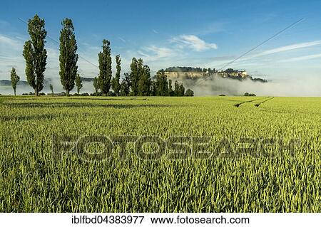 The fortress Festung Königstein is sticking out of fog in the valley of the river Elbe, Elbsandsteingebirge, seen across a grain field, Königstein, Saxony, Germany, Europe View Large Photo Image Stock Photo - The fortress Festung Königstein is sticking out of fog in the valley of the river Elbe, Elbsandsteingebirge, seen across a grain field, Königstein, Saxony, Germany, Europe. Fotosearch