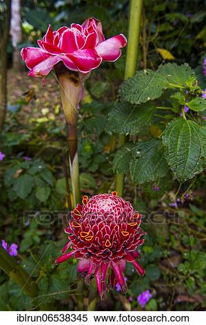 The porcelain rose (Etlingera elatior) in the Botanic Garden of Bom Sucesso, Sao Tome, Sao Tome and Principe, Atlantic ocean, Africa View Large Photo Image Stock Photography - The porcelain rose (Etlingera elatior) in the Botanic Garden of Bom Sucesso, Sao Tome, Sao Tome and Principe, Atlantic ocean, Africa. Fotosearch