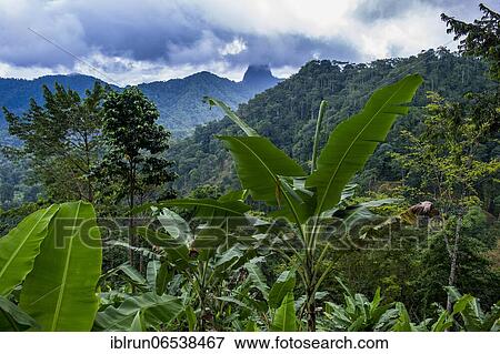 The wild jungle interior of Sao Tome, Sao Tome and Principe, Atlantic ocean, Africa View Large Photo Image Stock Photo - The wild jungle interior of Sao Tome, Sao Tome and Principe, Atlantic ocean, Africa. Fotosearch