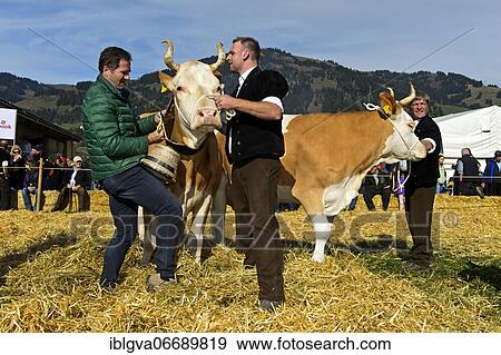 The winning cow at the Miss Simmental competition for Simmental cattle receives a bell, Viehschau Swiss Cow Topschau Saanenland, Gstaad, Switzerland, Europe View Large Photo Image Stock Photo - The winning cow at the Miss Simmental competition for Simmental cattle receives a bell, Viehschau Swiss Cow Topschau Saanenland, Gstaad, Switzerland, Europe. Fotosearch