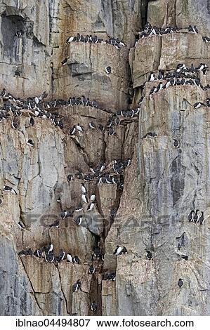 Thick-billed murre (Uria lomvia) at Bird Rock Alkefjellet, Spitsbergen, Norway, Europe View Large Photo Image Stock Photo - Thick-billed murre (Uria lomvia) at Bird Rock Alkefjellet, Spitsbergen, Norway, Europe. Fotosearch
