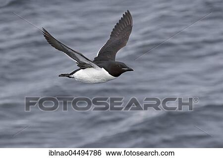 Thick-billed murres (Uria lomvia) in flight, Spitsbergen, Norway, Europe View Large Photo Image Stock Photograph - Thick-billed murres (Uria lomvia) in flight, Spitsbergen, Norway, Europe. Fotosearch
