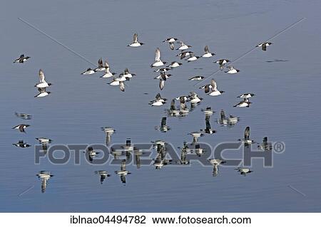 Thick-billed murres (Uria lomvia) flying over water, Spitsbergen, Norway, Europe View Large Photo Image Stock Image - Thick-billed murres (Uria lomvia) flying over water, Spitsbergen, Norway, Europe. Fotosearch