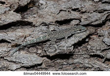 Picture - Thick Tail Gecko (Phelsuma mutabilis), male camouflaged on tree bark, Ifaty, Madagascar, Africa. Fotosearch