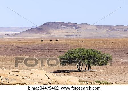 Three Hartmann's mountain zebras (Equus Zebra hartmannae) in desert landscape, Damaraland, Kunene Region, Namibia, Africa View Large Photo Image Stock Image - Three Hartmann's mountain zebras (Equus Zebra hartmannae) in desert landscape, Damaraland, Kunene Region, Namibia, Africa. Fotosearch