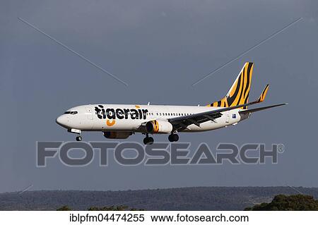 Tigerair airlines, Boeing 737 commercial jet aircraft, on approach to landing, Singapore Airlines, Perth, Western Australia, Australia, Oceania View Large Photo Image Stock Photography - Tigerair airlines, Boeing 737 commercial jet aircraft, on approach to landing, Singapore Airlines, Perth, Western Australia, Australia, Oceania. Fotosearch