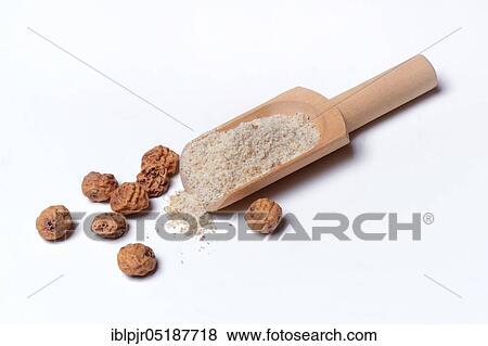 Tigernuts and tigernut flour in wooden shovel, Cyperus esculentus View Large Photo Image Stock Photo - Tigernuts and tigernut flour in wooden shovel, Cyperus esculentus. Fotosearch