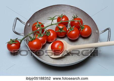 Tomatoes in skin, cherry tomatoes, cherry tomatoes, panicle tomatoes, tomatoes on branch, Solanum lycopersicum View Large Photo Image Stock Image - Tomatoes in skin, cherry tomatoes, cherry tomatoes, panicle tomatoes, tomatoes on branch, Solanum lycopersicum. Fotosearch