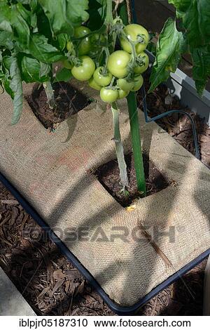 Stock Image - Tomatoesbred ( Solanum lycopersicum) in sacks. Fotosearch