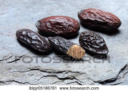Stock Image - Tonka beans ( Dipteryx odorata). Fotosearch