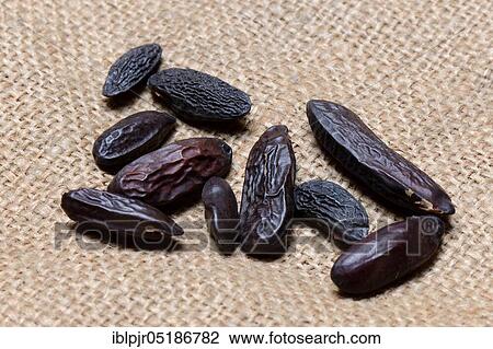 Tonka beans ( Dipteryx odorata) View Large Photo Image Stock Image - Tonka beans ( Dipteryx odorata). Fotosearch