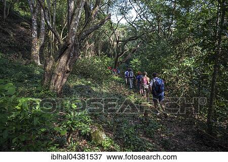 Tourist group hiking in tropical rainforest, Cruce de los Baños, Sierra Maestra, Santigo de Cuba Province, Cuba, Central America View Large Photo Image Stock Photo - Tourist group hiking in tropical rainforest, Cruce de los Baños, Sierra Maestra, Santigo de Cuba Province, Cuba, Central America. Fotosearch