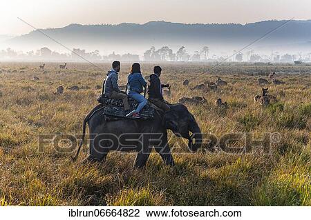 Tourists on a elephant watching a huge numbers of Indian hog deer (Hyelaphus porcinus), Unesco world heritage site, Kaziranga National Park, Assam, India, Asia View Large Photo Image Stock Image - Tourists on a elephant watching a huge numbers of Indian hog deer (Hyelaphus porcinus), Unesco world heritage site, Kaziranga National Park, Assam, India, Asia. Fotosearch