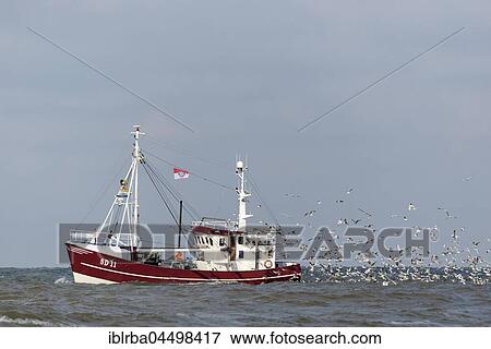 Trawler with colony of seagulls (Laridae), Schleswig-Holstein Wadden Sea National Park, North Frisia, Schleswig-Holstein, Germany, Europe View Large Photo Image Stock Photo - Trawler with colony of seagulls (Laridae), Schleswig-Holstein Wadden Sea National Park, North Frisia, Schleswig-Holstein, Germany, Europe. Fotosearch