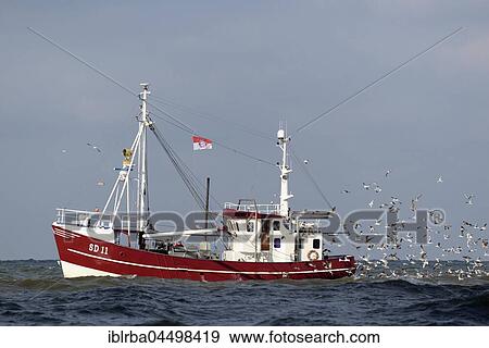 Trawler with colony of seagulls (Laridae), Schleswig-Holstein Wadden Sea National Park, North Frisia, Schleswig-Holstein, Germany, Europe View Large Photo Image Stock Photo - Trawler with colony of seagulls (Laridae), Schleswig-Holstein Wadden Sea National Park, North Frisia, Schleswig-Holstein, Germany, Europe. Fotosearch
