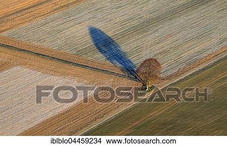 Tree casts shadow over harvested fields, Titz, Rhineland, North Rhine-Westphalia, Germany, Europe View Large Photo Image Picture - Tree casts shadow over harvested fields, Titz, Rhineland, North Rhine-Westphalia, Germany, Europe. Fotosearch