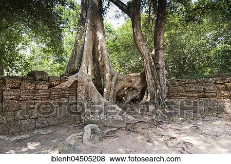 Tree roots in the temple of Ta Prohm, Angkor Thom, Cambodia, Asia View Large Photo Image Stock Photo - Tree roots in the temple of Ta Prohm, Angkor Thom, Cambodia, Asia. Fotosearch