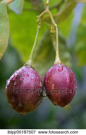 Tree tomato, Cyphomandra betacea View Large Photo Image Stock Photo - Tree tomato, Cyphomandra betacea. Fotosearch