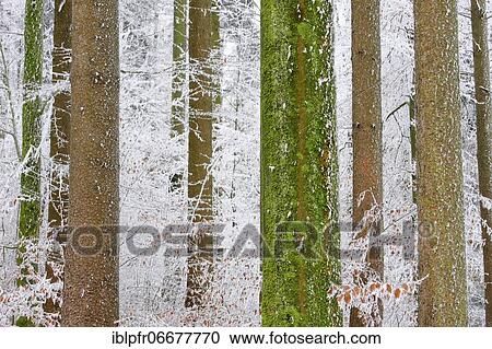 Tree trunks in the forest in winter, with hoarfrost, Switzerland, Europe View Large Photo Image Stock Image - Tree trunks in the forest in winter, with hoarfrost, Switzerland, Europe. Fotosearch