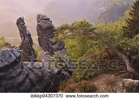 Stock Image - Trees and rocks in morning light, Saxon Switzerland, Elbe Sandstone Mountains, Saxony, Germany, Europe. Fotosearch