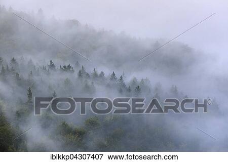 Stock Photo - Trees in mist, thick fog, Elbe Valley in the Saxon Switzerland, Saxon Switzerland, Saxony, Germany, Europe. Fotosearch